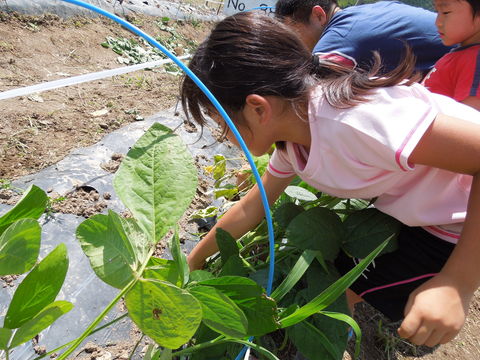 野菜の収穫_f0146140_1435596.jpg