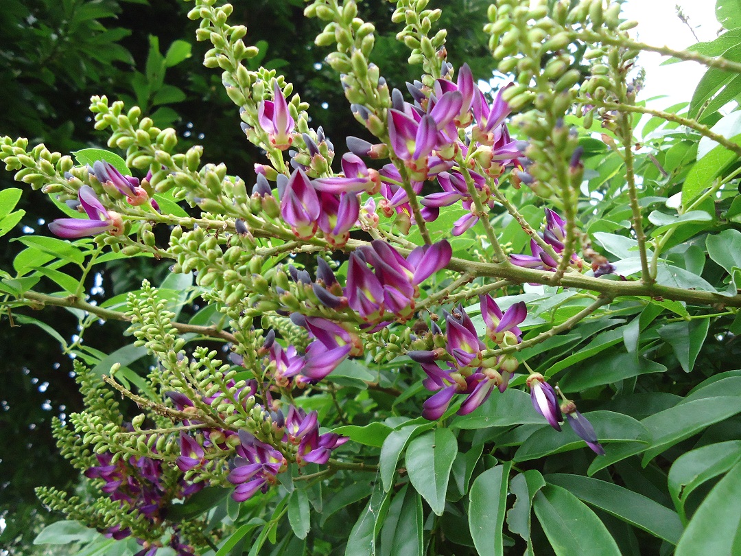 サッコウフジ ぶうたらママは花が好き