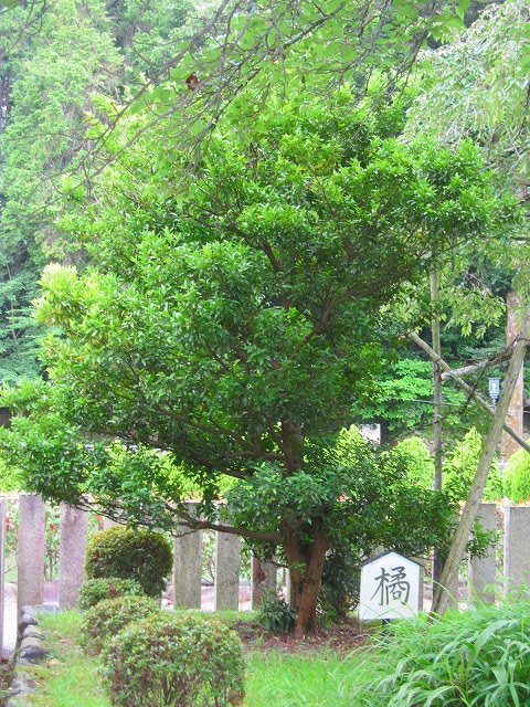 【橘寺】-聖徳太子生誕のお寺_e0237645_1635347.jpg