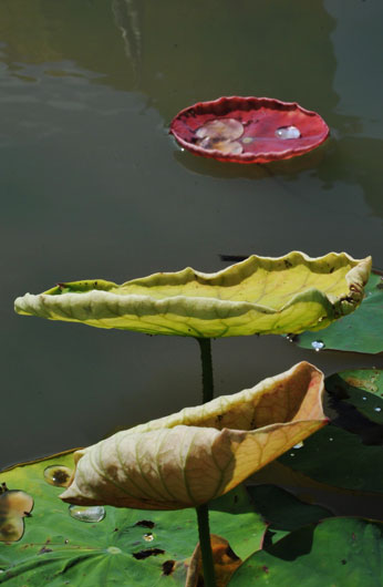 c0093046_8435564.jpg