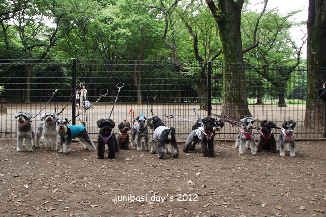 シュナ率高かった代々木公園_b0169548_1403071.jpg