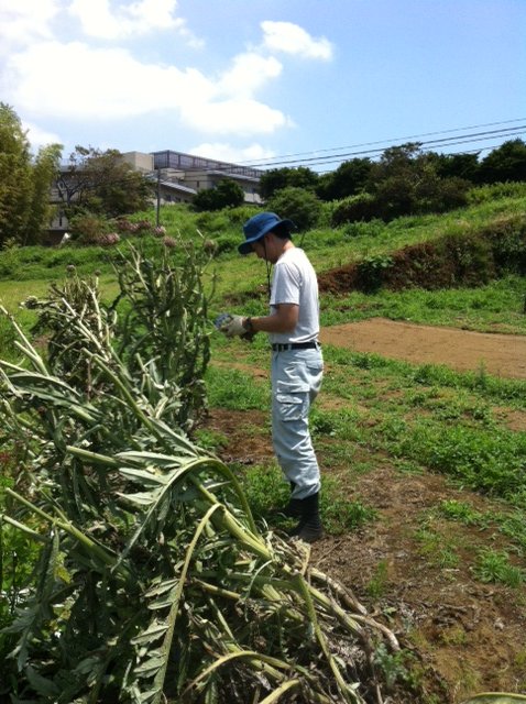 香附子 とりきれなくなってきました_c0222448_16571035.jpg