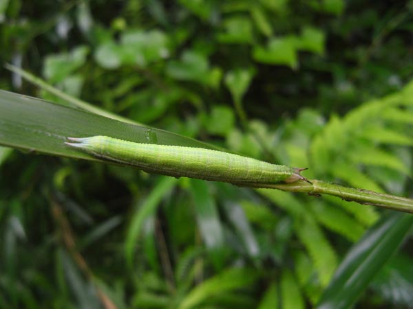 c0045352_17254648.jpg