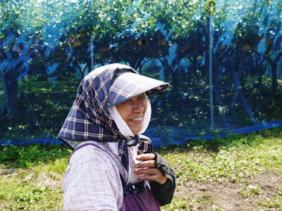 熊本ぶどう 袋かけ作業_a0254656_16284686.jpg