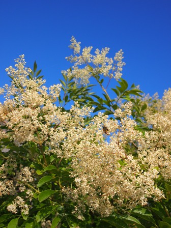 匂いに惹かれて ｂａｌｌａｄｅ 花物語