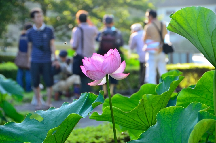 鹿央里やま　蓮まつり　in 2012　前編_b0123359_23221217.jpg