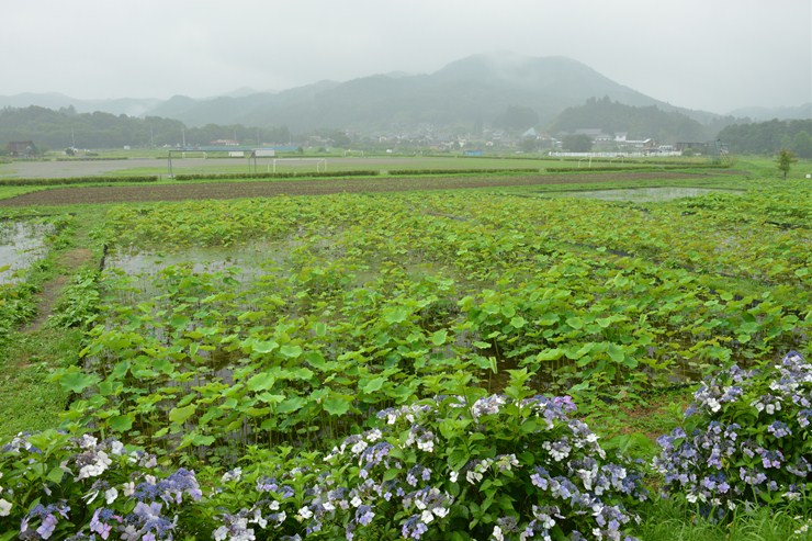 巾着田 ~紫陽花~_f0222161_2113583.jpg