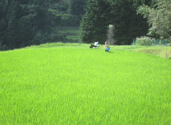 梅雨の晴れ間_d0231263_214502.jpg