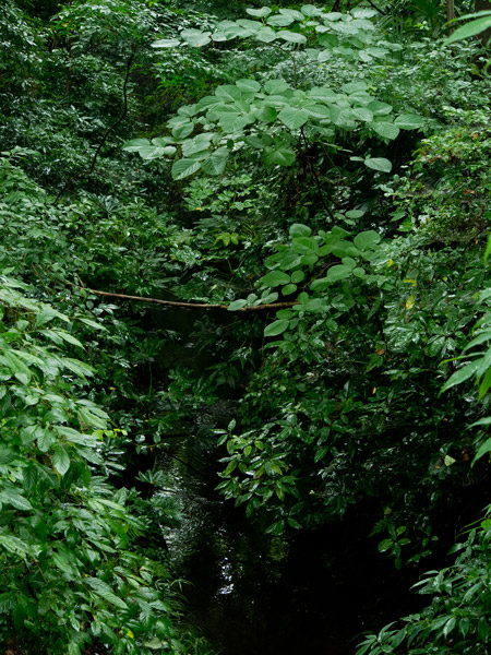 2012/07/09 久我山から吉祥寺@玉川上水ゾロ目散歩_b0171364_1035753.jpg