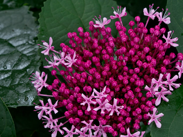 2012/07/09 久我山から吉祥寺@玉川上水ゾロ目散歩_b0171364_10361916.jpg