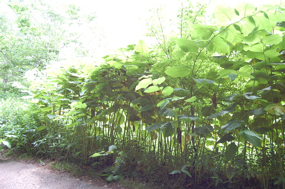 e0120466_173336.jpg