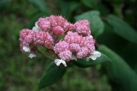 紫陽花が見頃です_f0085369_21583843.jpg