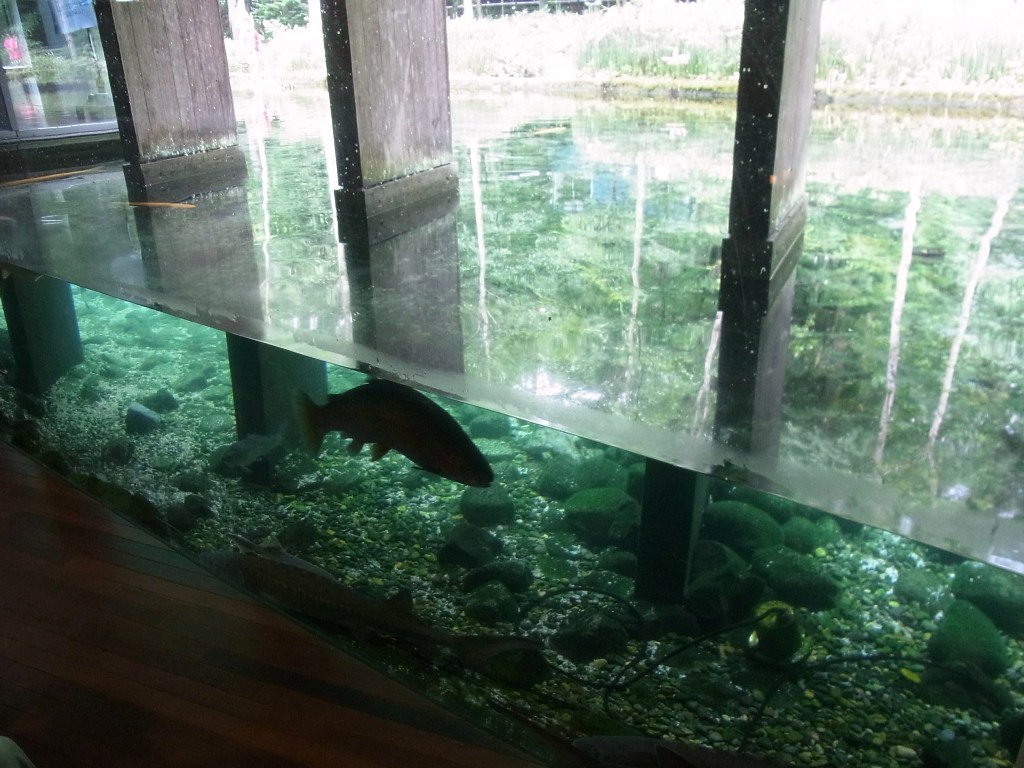 山梨県立富士湧水の里水族館_d0233770_6214033.jpg