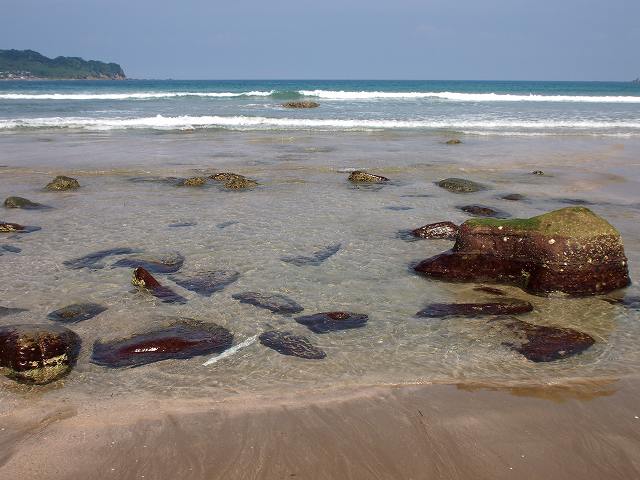 海岸線の花_b0135573_19543218.jpg