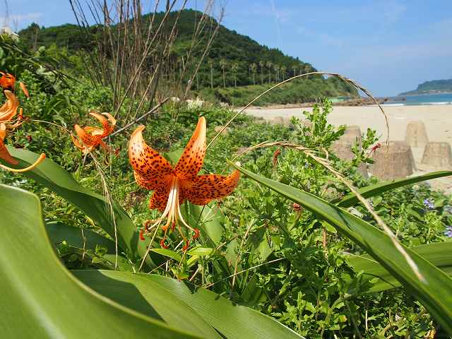 海岸線の花_b0135573_19544645.jpg