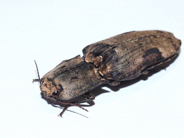 b0135573_991162.jpg