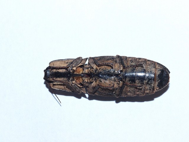 b0135573_992575.jpg