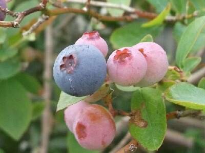 ブルーベリーの害虫防除 ブルーベリーの育て方 栽培 ブルーベリー ノート Blueberrynote ブルーベリーの害虫防除 ブルーベリーの育て方 栽培 ブルーベリー ノート Blueberrynote