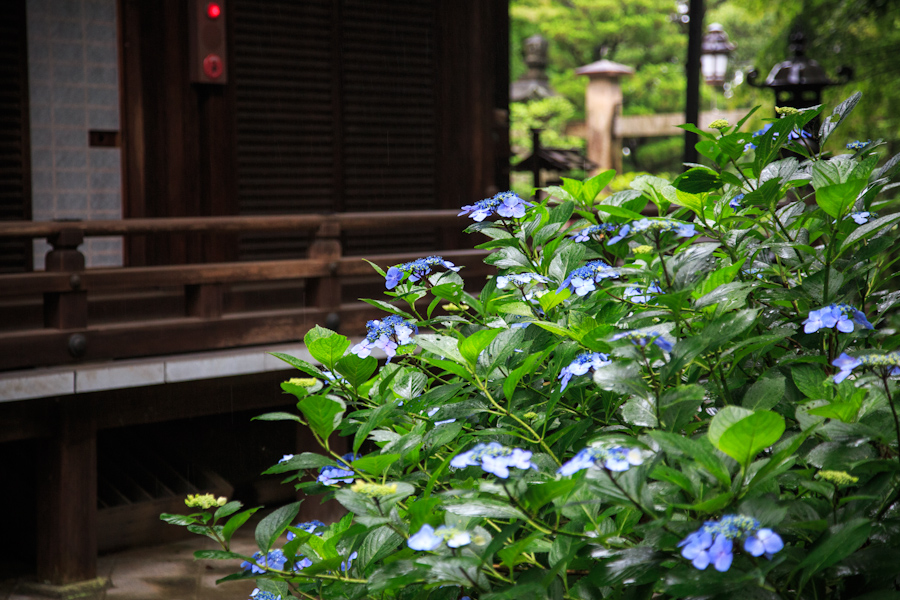 紫陽花！　～楊谷寺～_b0128581_19551388.jpg