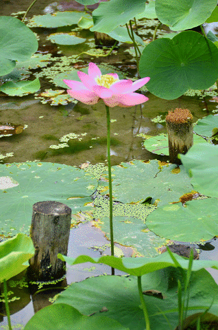 a0275782_21162360.gif