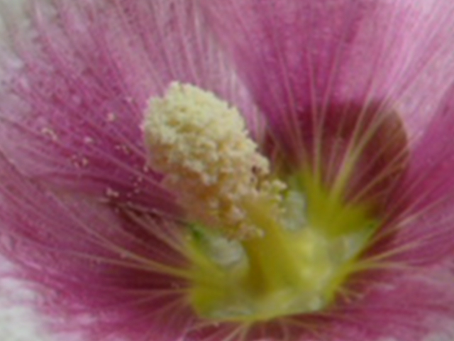 e0145782_1720081.jpg