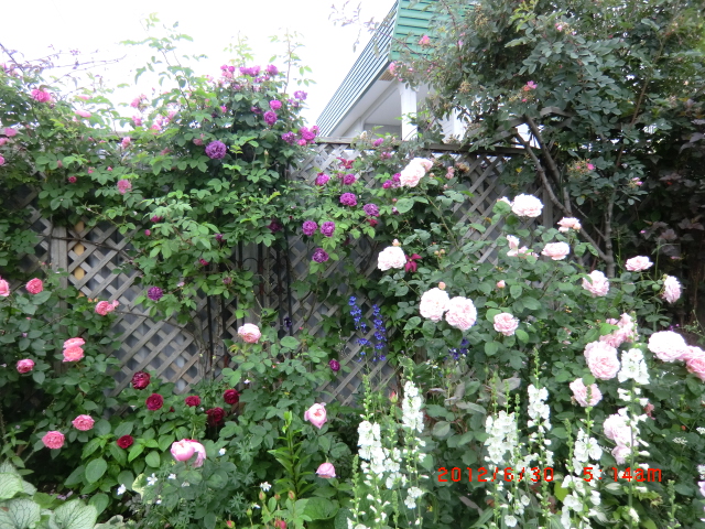 c0078586_2024502.jpg