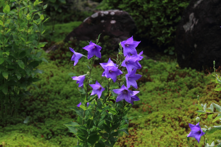 天得院（東福寺塔頭）_e0051888_1959262.jpg