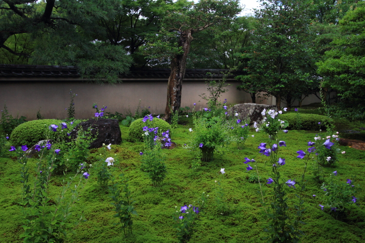 天得院(東福寺塔頭)_e0051888_2002972.jpg