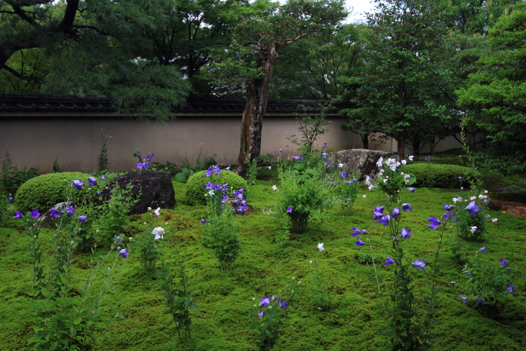 天得院（東福寺塔頭）_e0051888_2002972.jpg