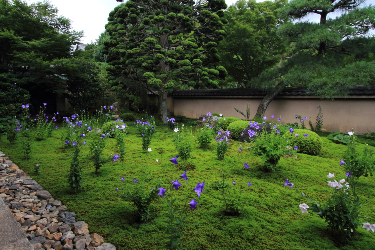 天得院（東福寺塔頭）_e0051888_200440.jpg