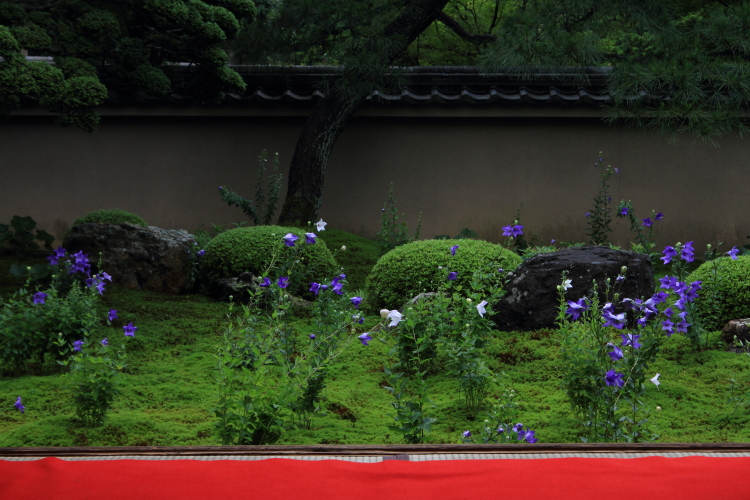 天得院（東福寺塔頭）_e0051888_2011594.jpg