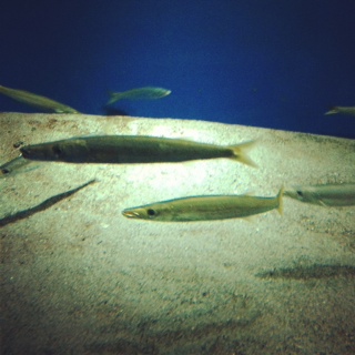 かごしま水族館_a0244794_937983.jpg