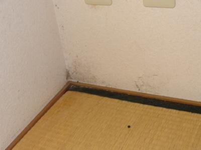 梅雨の湿気とカビ 静岡の賃貸マンションはアドバンハウスにお任せください