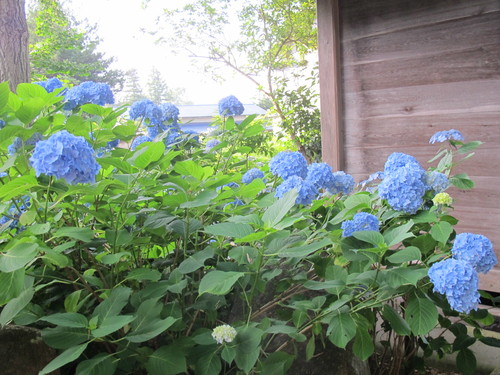 堂森・善光寺の紫陽花は今が見頃か（４）_c0075701_205951.jpg