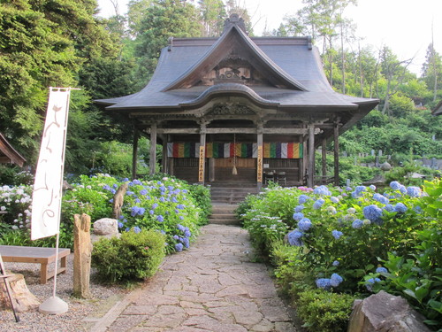 堂森・善光寺の紫陽花は今が見頃か（５）_c0075701_21111763.jpg