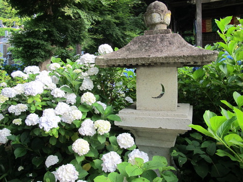 堂森・善光寺の紫陽花は今が見頃か（６）_c0075701_21381679.jpg