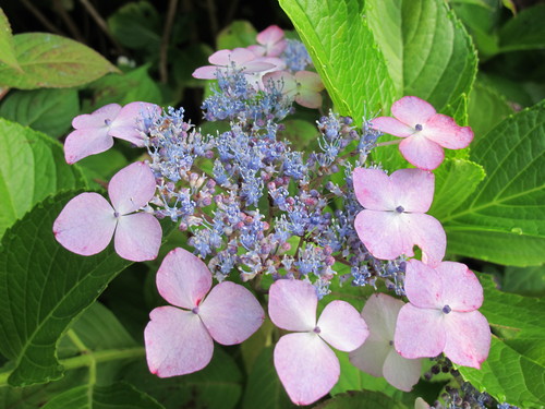 堂森・善光寺の紫陽花は今が見頃か（６）_c0075701_21382892.jpg