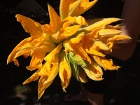 FIORI DI ZUCCA_e0170101_1142282.jpg