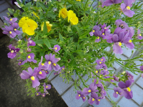 c0105306_22265024.jpg