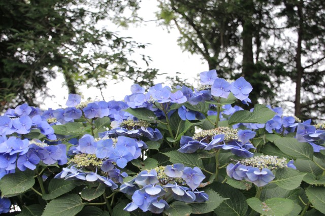 館林 普済寺の紫陽花 撮って 食べて 走って 館林 普済寺の紫陽花 撮って 食べて 走って