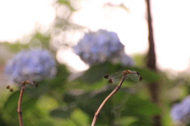 館林 普済寺の紫陽花 撮って 食べて 走って 館林 普済寺の紫陽花 撮って 食べて 走って