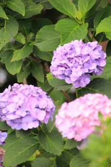 館林 普済寺の紫陽花 撮って 食べて 走って 館林 普済寺の紫陽花 撮って 食べて 走って