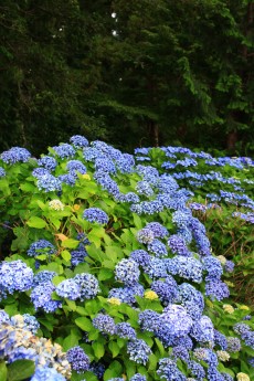 館林 普済寺の紫陽花 撮って 食べて 走って 館林 普済寺の紫陽花 撮って 食べて 走って