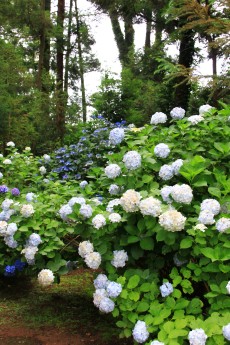 館林 普済寺の紫陽花 撮って 食べて 走って 館林 普済寺の紫陽花 撮って 食べて 走って