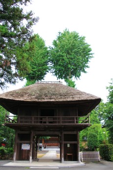 館林 普済寺の紫陽花 撮って 食べて 走って 館林 普済寺の紫陽花 撮って 食べて 走って