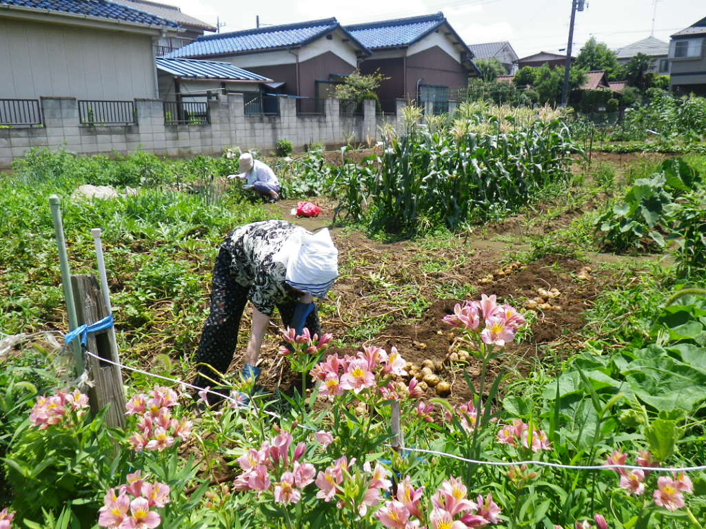 ７月１０日　晴耕雨読・・・今日は晴耕三昧_f0230410_19573173.jpg