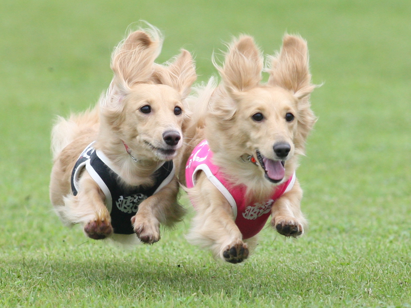 朝霧f D G 飛行犬撮影会12 7 飛行犬撮影所 Kobe 朝霧f D G 飛行犬撮影会12 7 飛行犬撮影所 Kobe