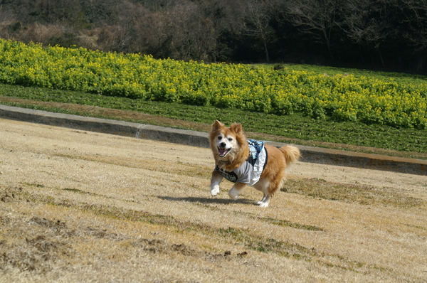 あいちゃん永眠。_b0173224_0373165.jpg