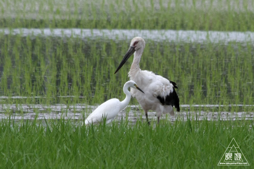 239 松江市浜佐田町 ～コウノトリがやってきた～_c0211532_0454350.jpg