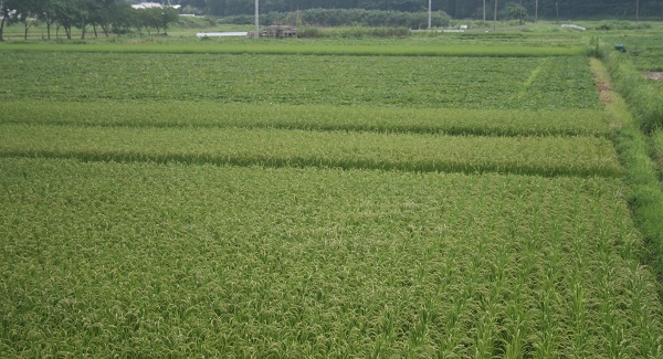 ♪　食用甘藷「超早ぼり」の出荷　始まっています！！_f0042737_1057144.jpg